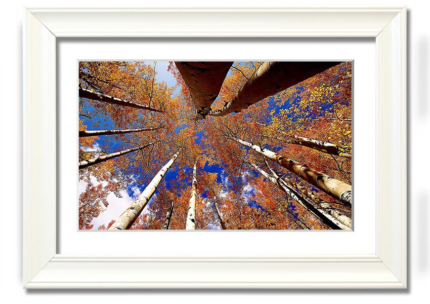 Above The Trees framed print showcasing serene nature scenery, elegantly framed in a choice of colours.