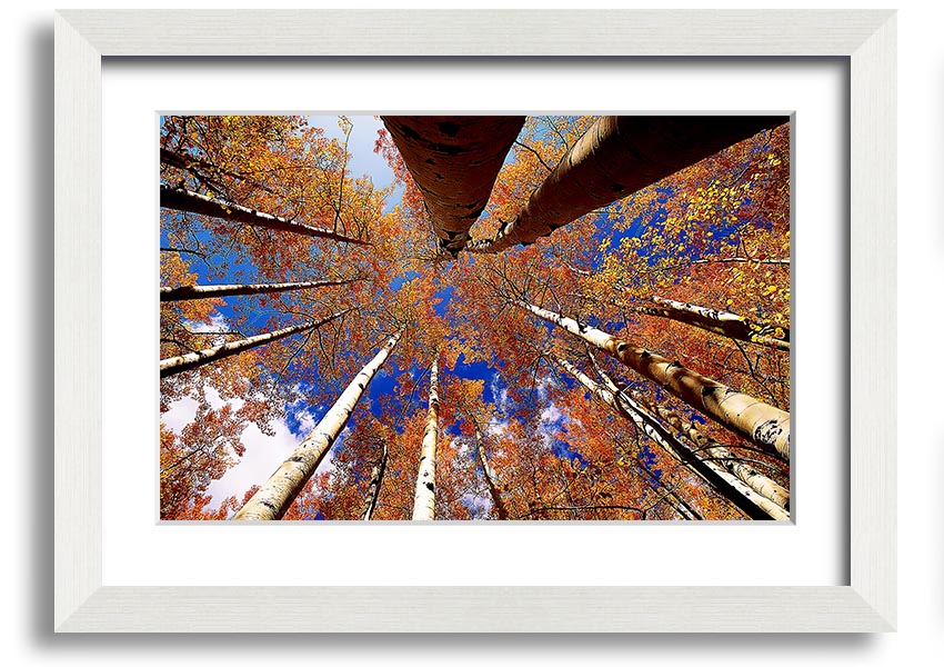 Above The Trees framed print showcasing serene nature scenery, elegantly framed in a choice of colours.