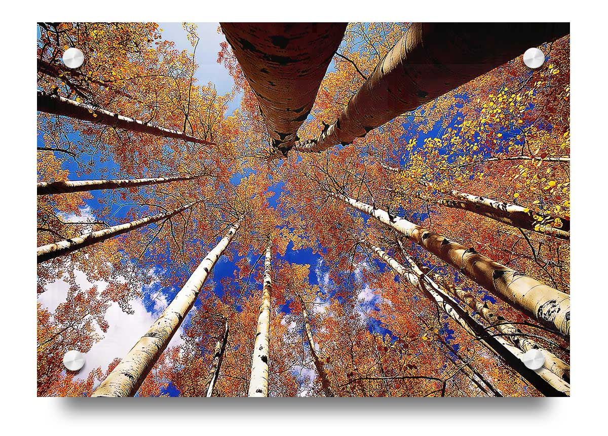 Above The Trees acrylic print on 5mm thick acrylic glass, showcasing vibrant colors and sharp details, ready to hang.