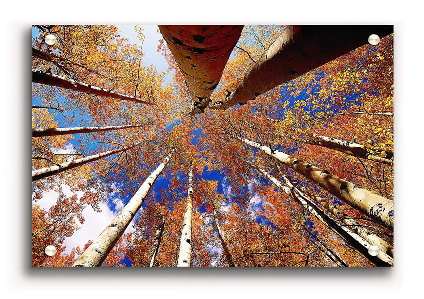 Above The Trees acrylic print on 5mm thick acrylic glass, showcasing vibrant colors and sharp details, ready to hang.