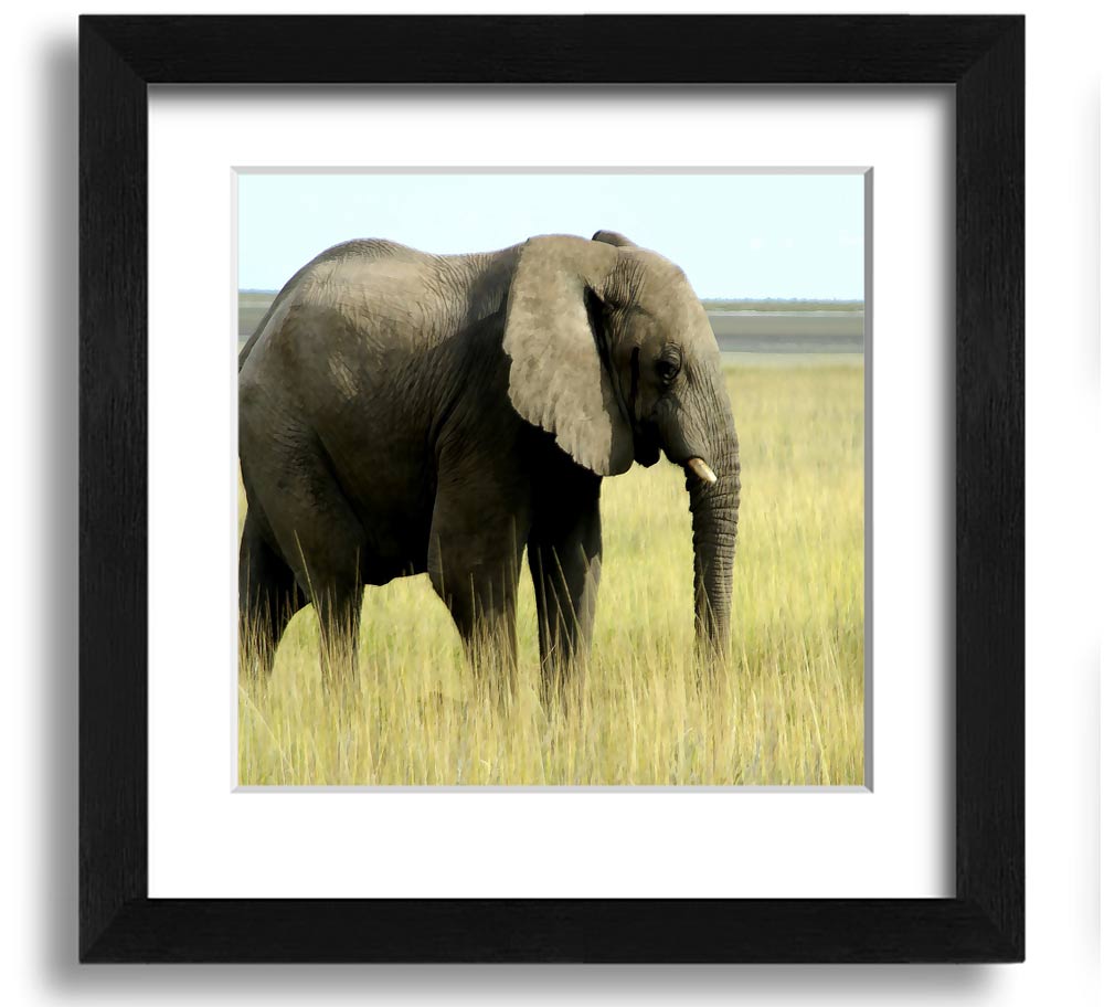 Square framed print of an African elephant in Namibia, showcasing its majestic presence in a natural setting.