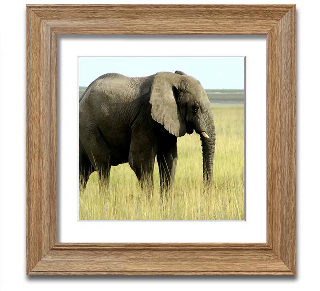 Square framed print of an African elephant in Namibia, showcasing its majestic presence in a natural setting.