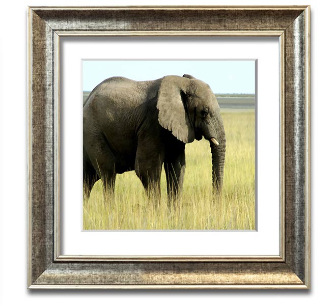 Square framed print of an African elephant in Namibia, showcasing its majestic presence in a natural setting.