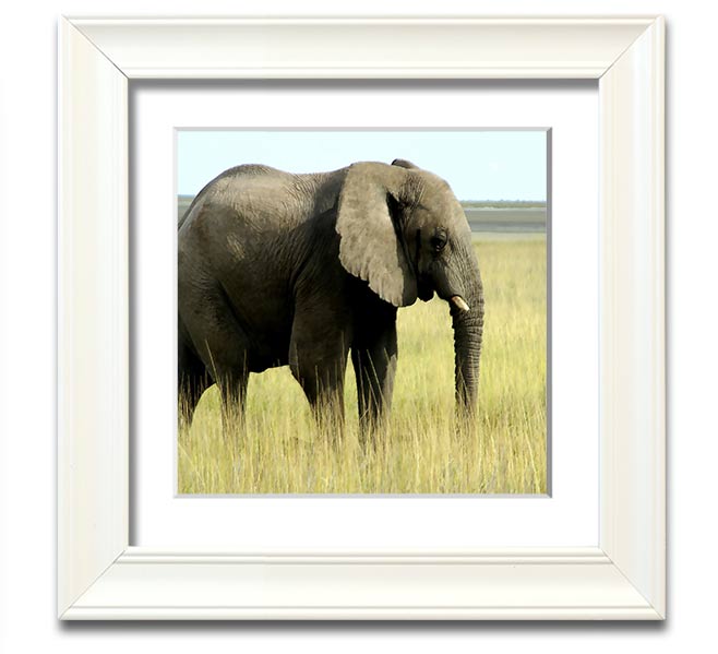 Square framed print of an African elephant in Namibia, showcasing its majestic presence in a natural setting.