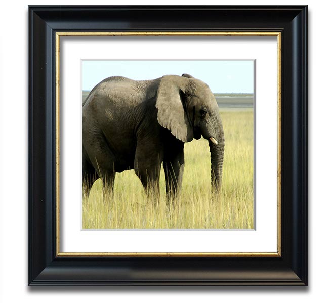 Square framed print of an African elephant in Namibia, showcasing its majestic presence in a natural setting.