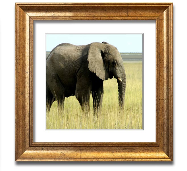 Square framed print of an African elephant in Namibia, showcasing its majestic presence in a natural setting.