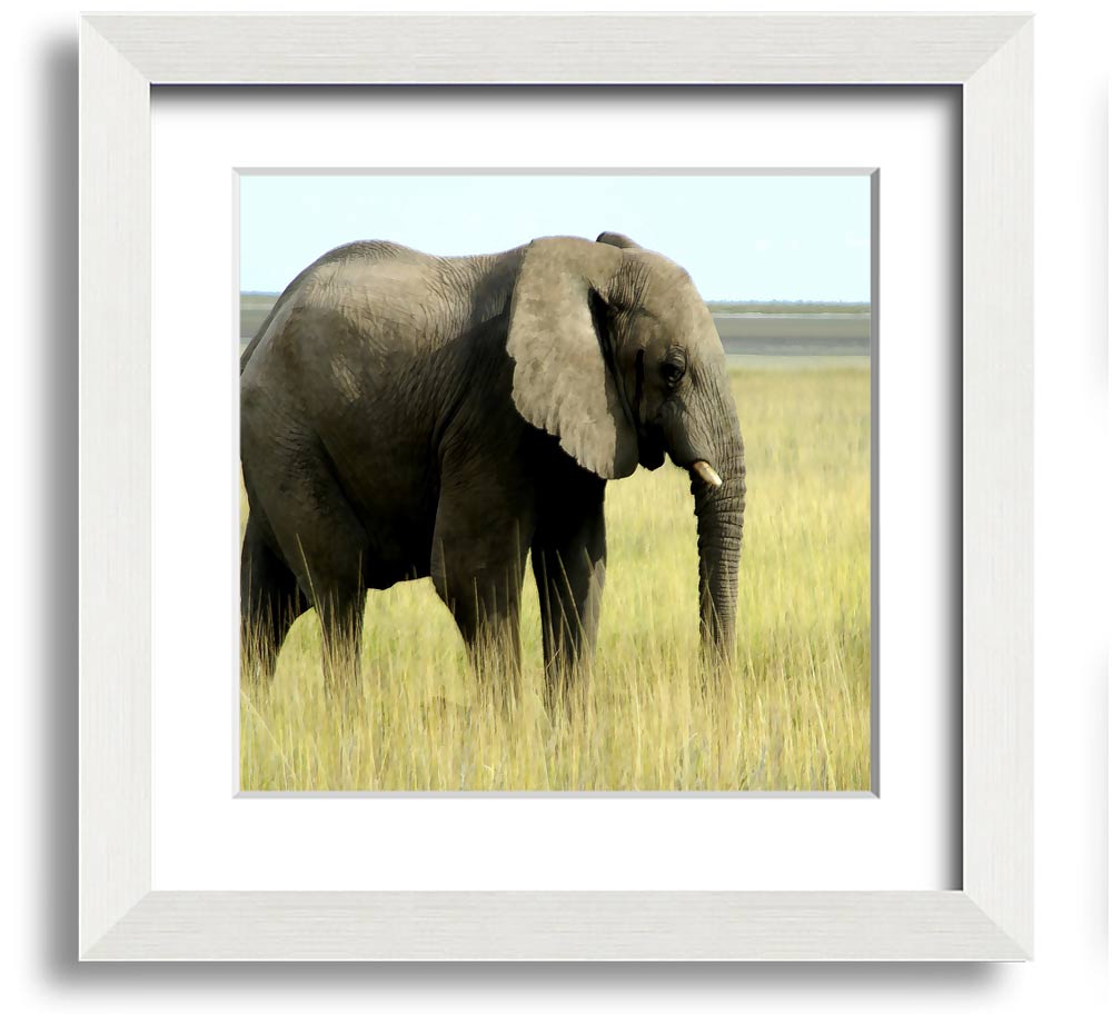 Square framed print of an African elephant in Namibia, showcasing its majestic presence in a natural setting.