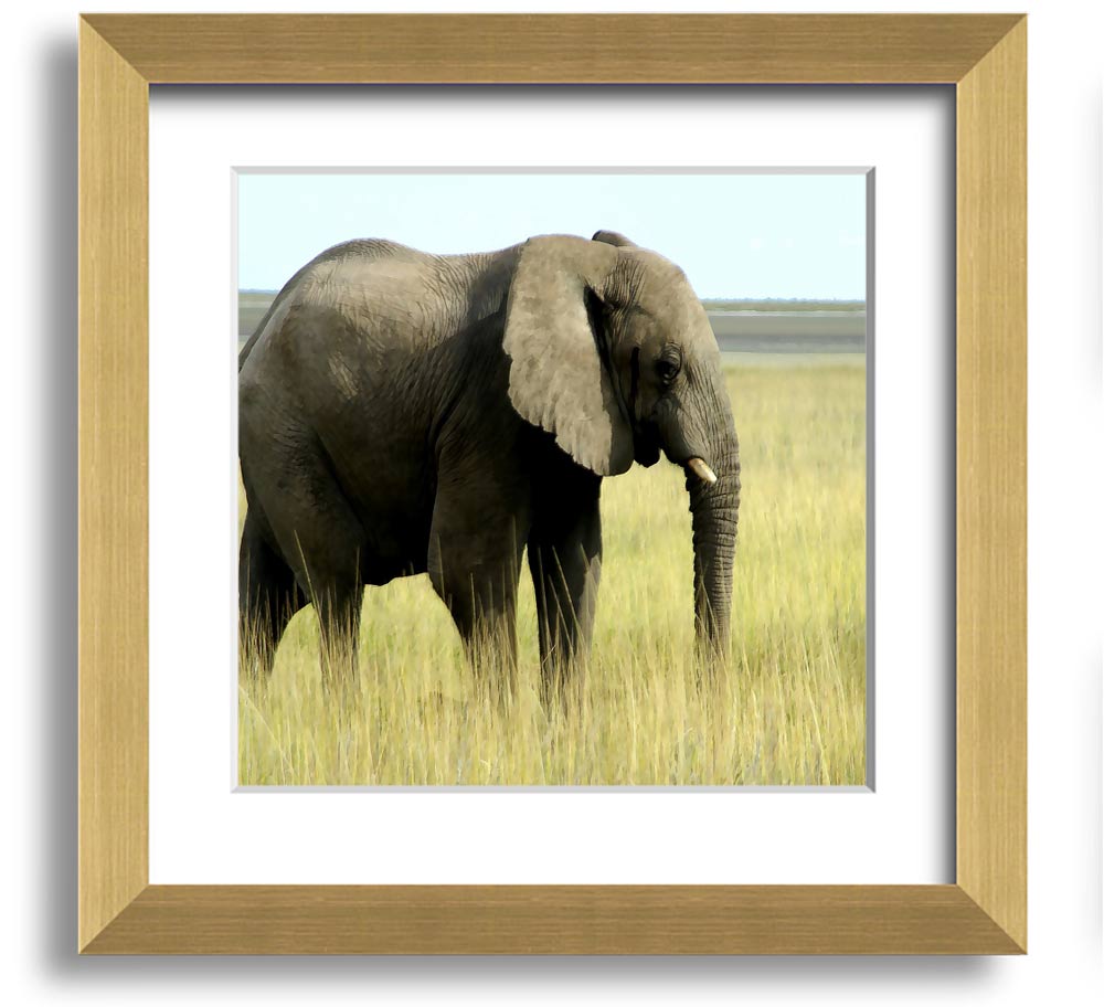 Square framed print of an African elephant in Namibia, showcasing its majestic presence in a natural setting.