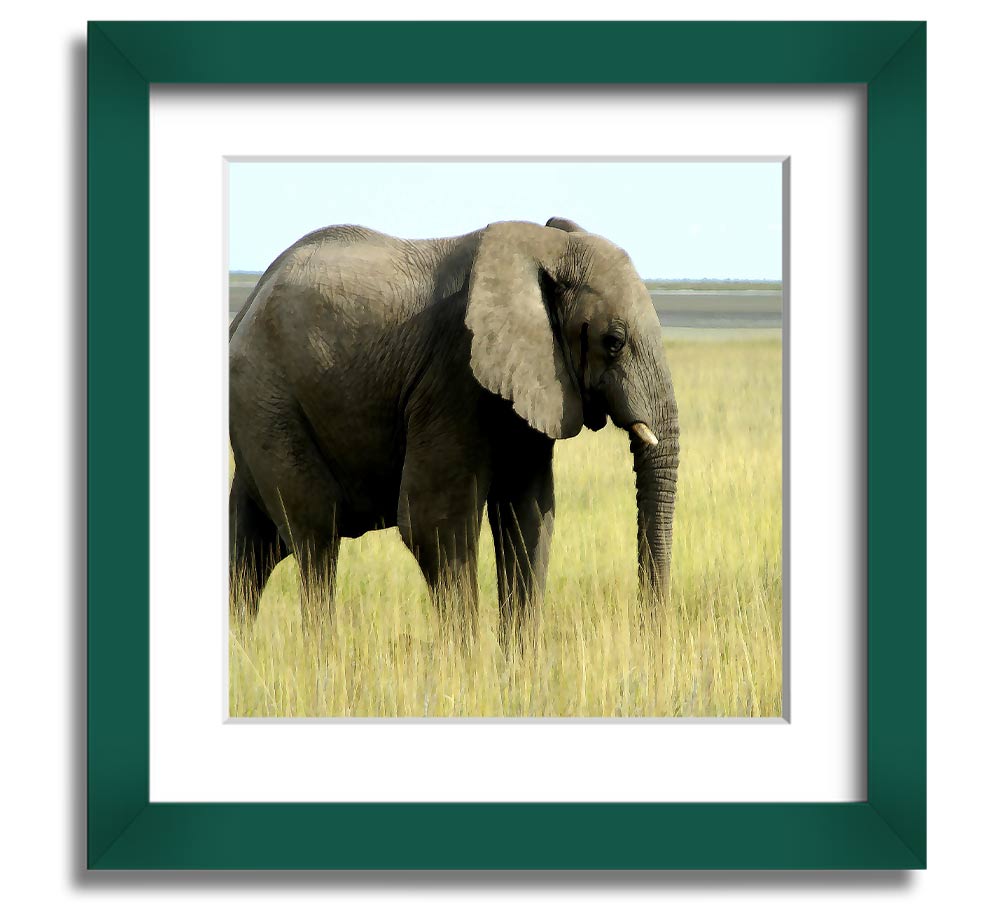 Square framed print of an African elephant in Namibia, showcasing its majestic presence in a natural setting.