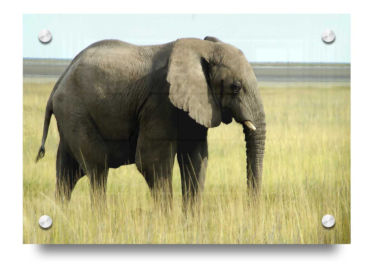 Acrylic print of an African elephant in Namibia, showcasing vibrant colors and intricate details on 5mm thick acrylic glass.