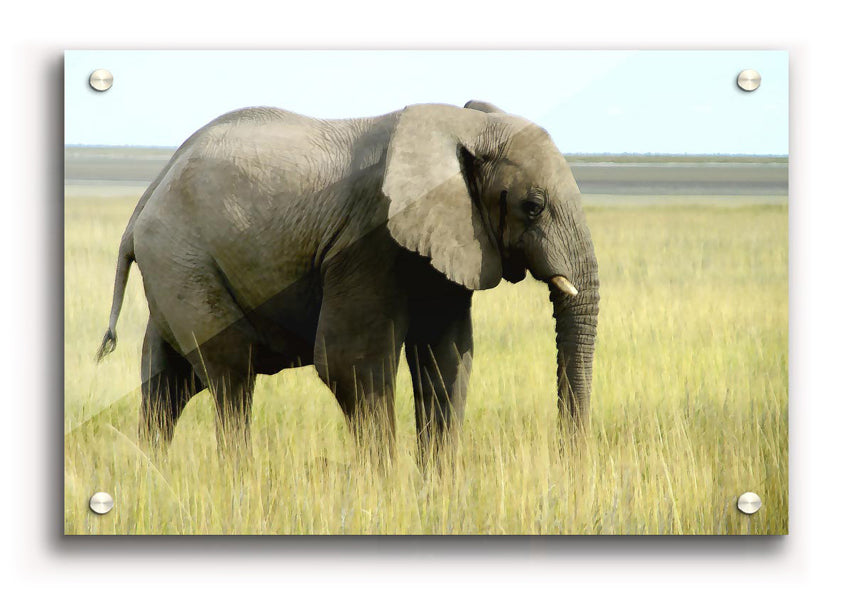 Acrylic print of an African elephant in Namibia, showcasing vibrant colors and intricate details on 5mm thick acrylic glass.