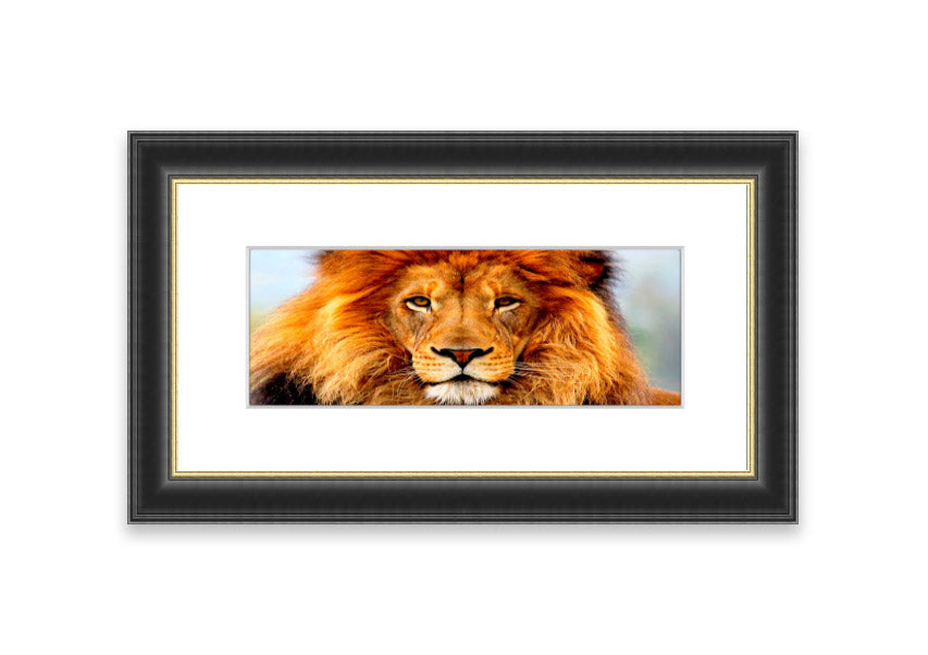 A beautifully framed print of an African Lion, showcasing its majestic features and vibrant colors, ready to hang on the wall.