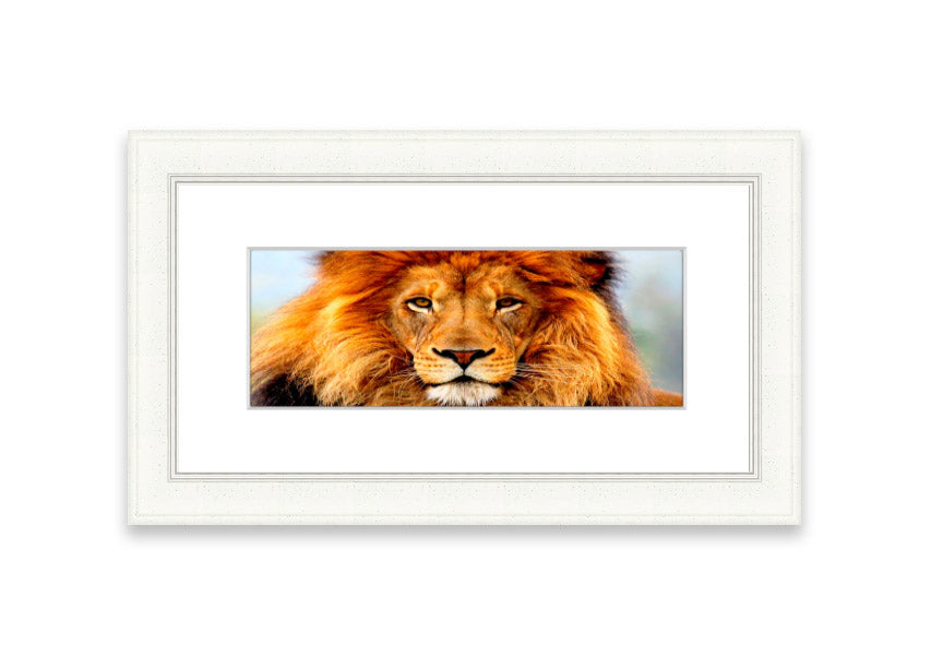 A beautifully framed print of an African Lion, showcasing its majestic features and vibrant colors, ready to hang on the wall.