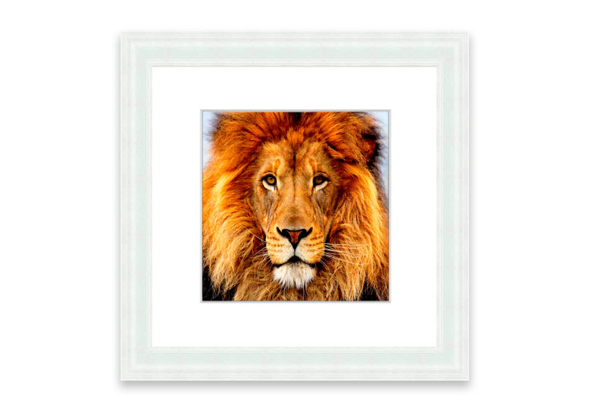 A beautifully framed print of an African Lion, showcasing its majestic features and vibrant colors, ready to hang on the wall.