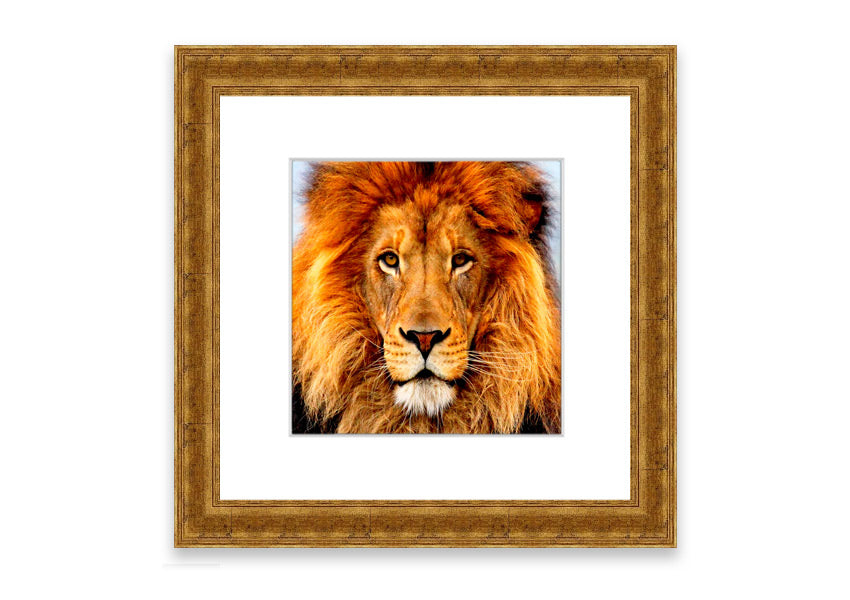 A beautifully framed print of an African Lion, showcasing its majestic features and vibrant colors, ready to hang on the wall.