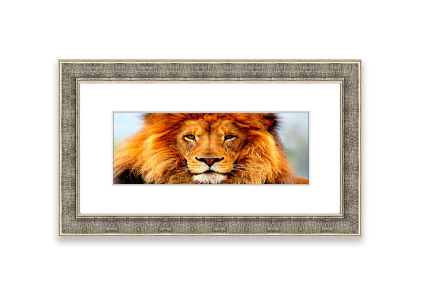 A beautifully framed print of an African Lion, showcasing its majestic features and vibrant colors, ready to hang on the wall.