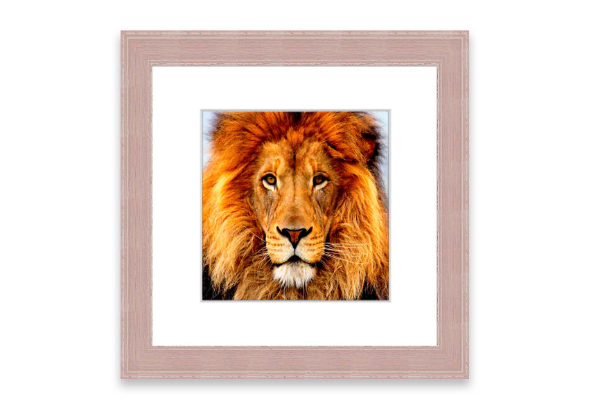 A beautifully framed print of an African Lion, showcasing its majestic features and vibrant colors, ready to hang on the wall.