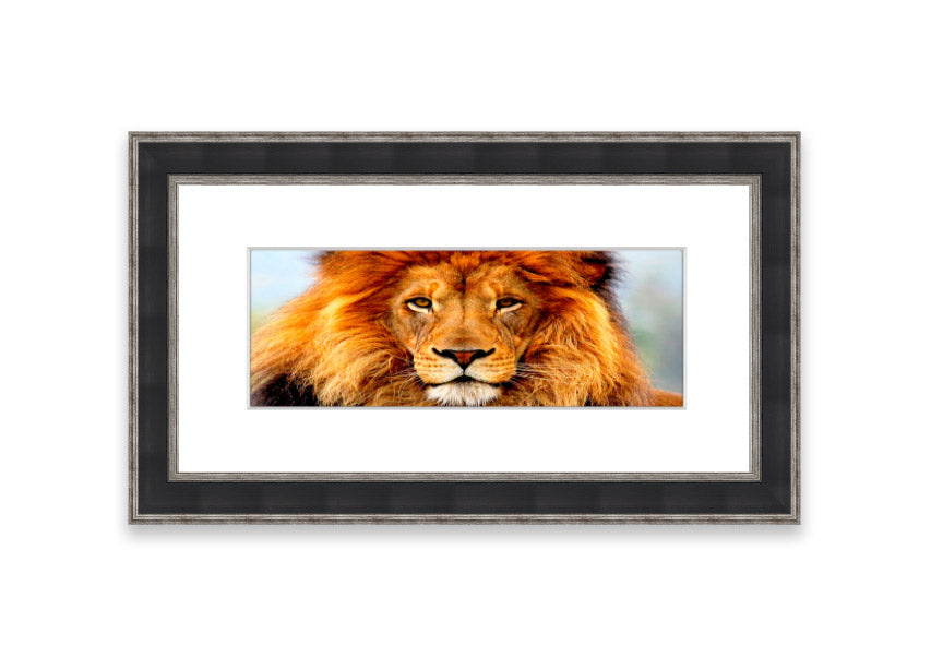 A beautifully framed print of an African Lion, showcasing its majestic features and vibrant colors, ready to hang on the wall.