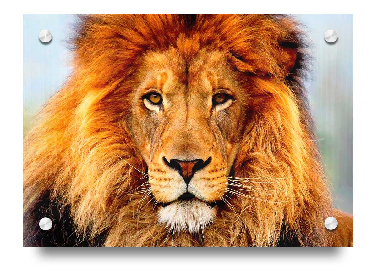 A vibrant acrylic print of an African Lion, showcasing its majestic features and colors, ready to hang on a wall.