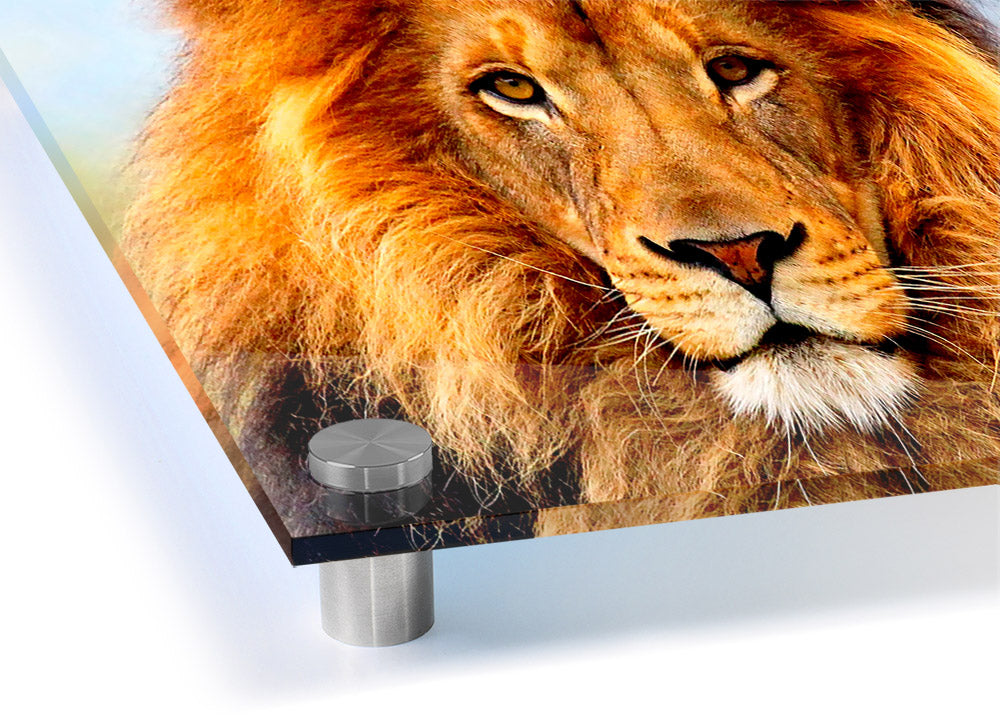 A vibrant acrylic print of an African Lion, showcasing its majestic features and colors, ready to hang on a wall.