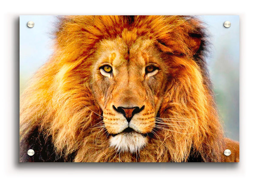 A vibrant acrylic print of an African Lion, showcasing its majestic features and colors, ready to hang on a wall.