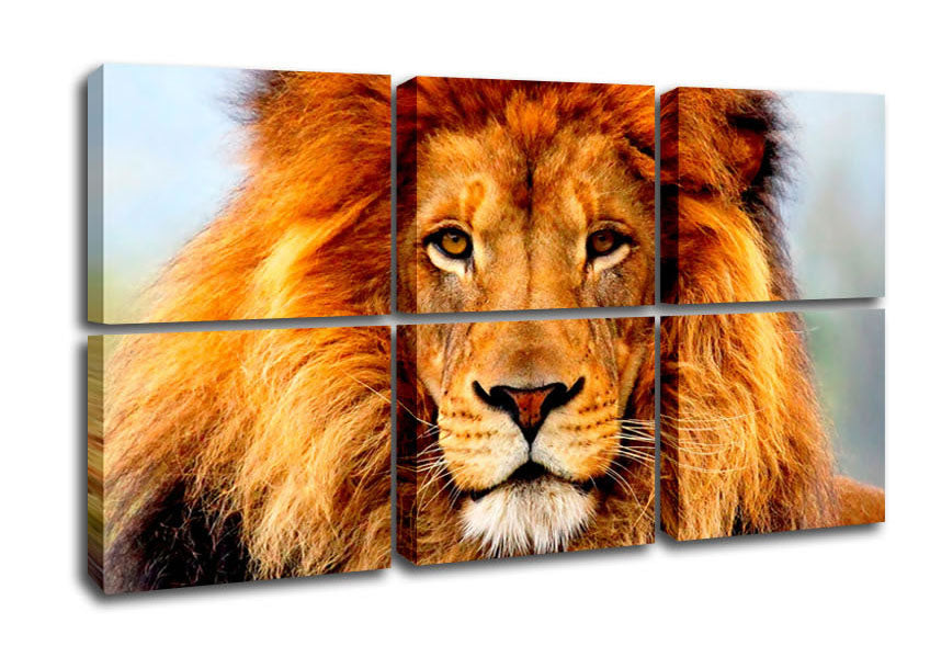 A vibrant canvas print of an African Lion, mounted on a sturdy 44mm box frame, showcasing its majestic features and colors.