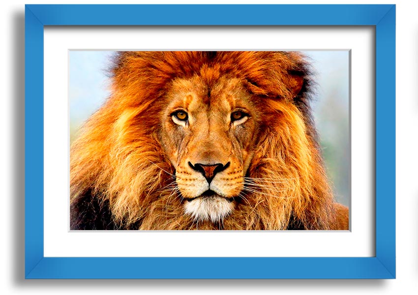 A beautifully framed print of an African Lion, showcasing its majestic features and vibrant colors, ready to hang on the wall.