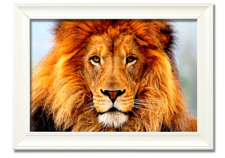 A beautifully framed print of an African Lion, showcasing its majestic features and vibrant colors, ready to hang on the wall.