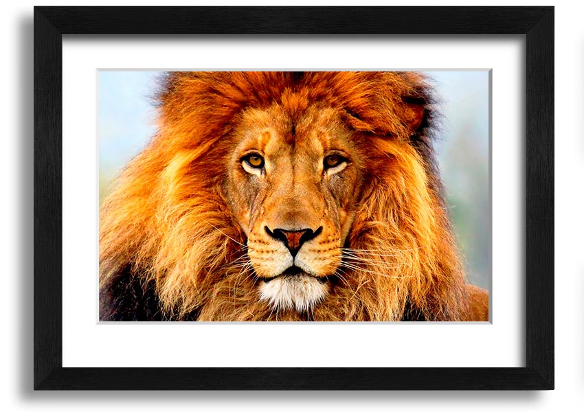 A beautifully framed print of an African Lion, showcasing its majestic features and vibrant colors, ready to hang on the wall.