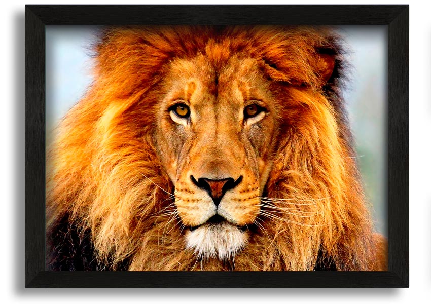 A beautifully framed print of an African Lion, showcasing its majestic features and vibrant colors, ready to hang on the wall.