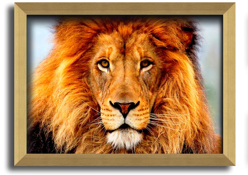 A beautifully framed print of an African Lion, showcasing its majestic features and vibrant colors, ready to hang on the wall.