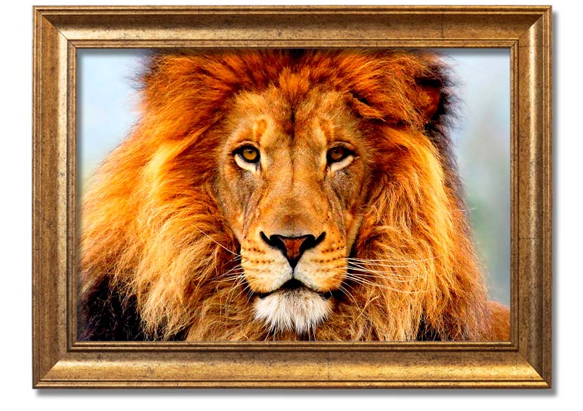 A beautifully framed print of an African Lion, showcasing its majestic features and vibrant colors, ready to hang on the wall.