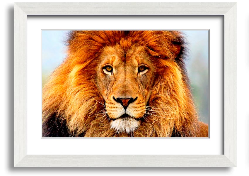 A beautifully framed print of an African Lion, showcasing its majestic features and vibrant colors, ready to hang on the wall.