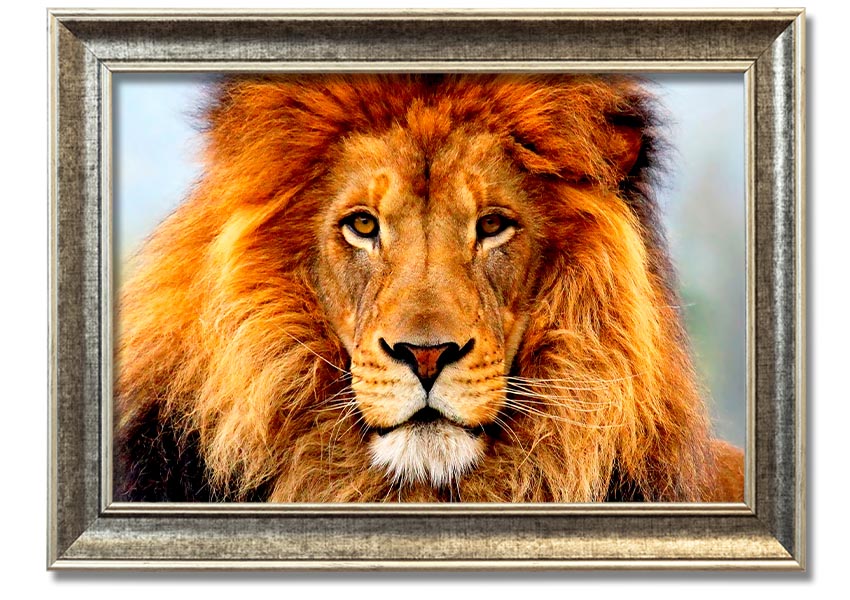 A beautifully framed print of an African Lion, showcasing its majestic features and vibrant colors, ready to hang on the wall.