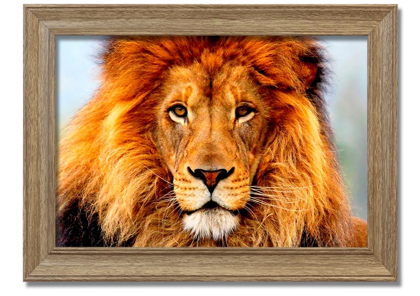 A beautifully framed print of an African Lion, showcasing its majestic features and vibrant colors, ready to hang on the wall.