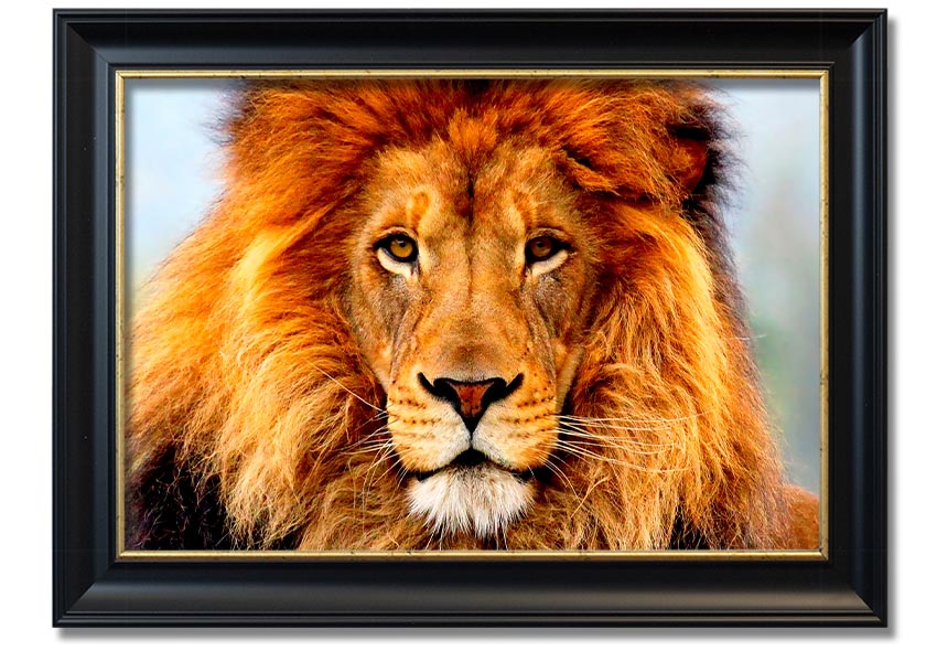 A beautifully framed print of an African Lion, showcasing its majestic features and vibrant colors, ready to hang on the wall.