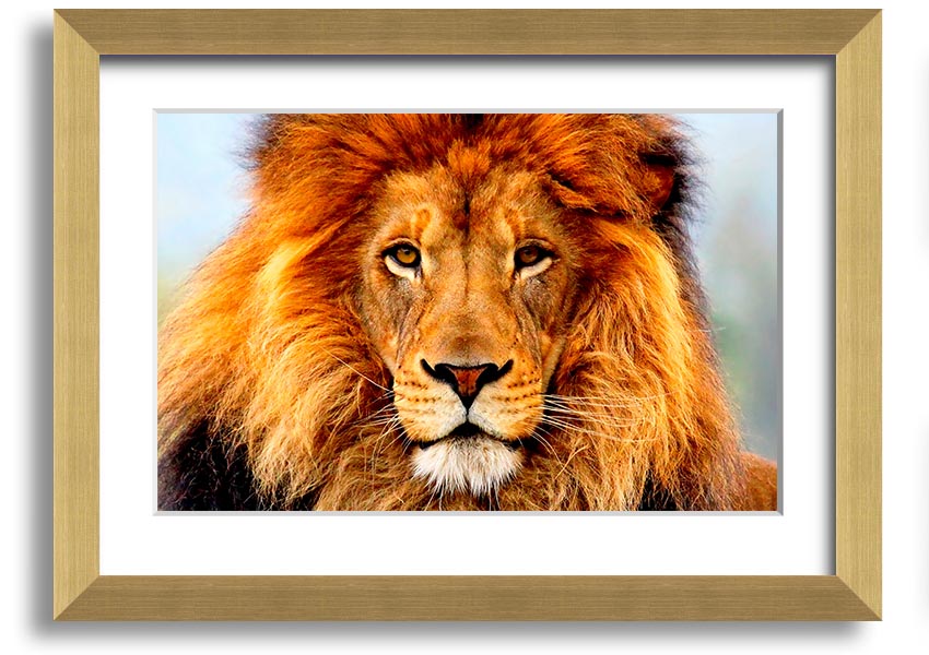 A beautifully framed print of an African Lion, showcasing its majestic features and vibrant colors, ready to hang on the wall.