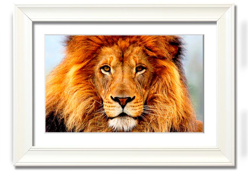 A beautifully framed print of an African Lion, showcasing its majestic features and vibrant colors, ready to hang on the wall.