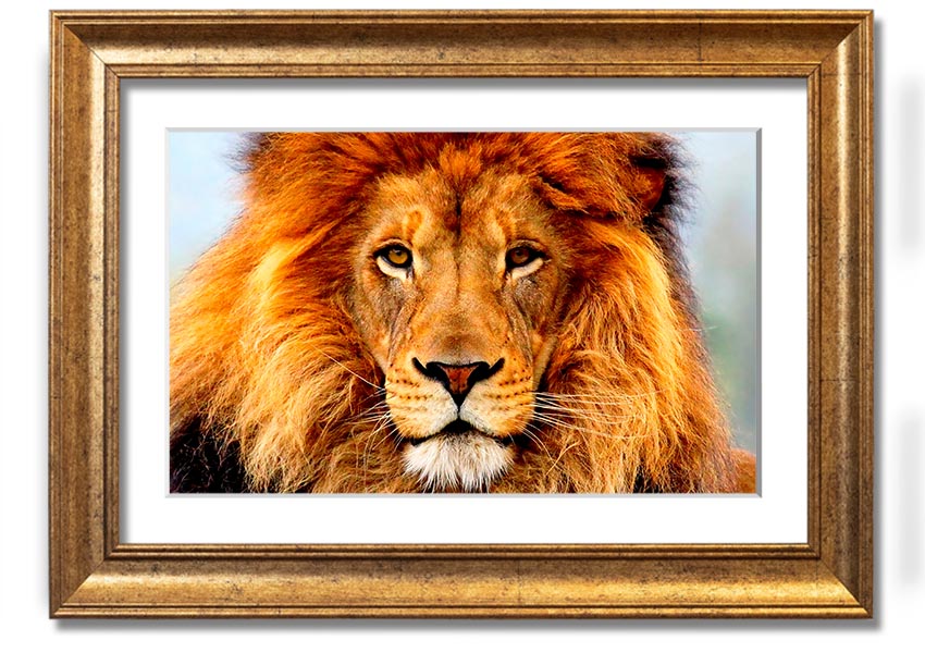 A beautifully framed print of an African Lion, showcasing its majestic features and vibrant colors, ready to hang on the wall.