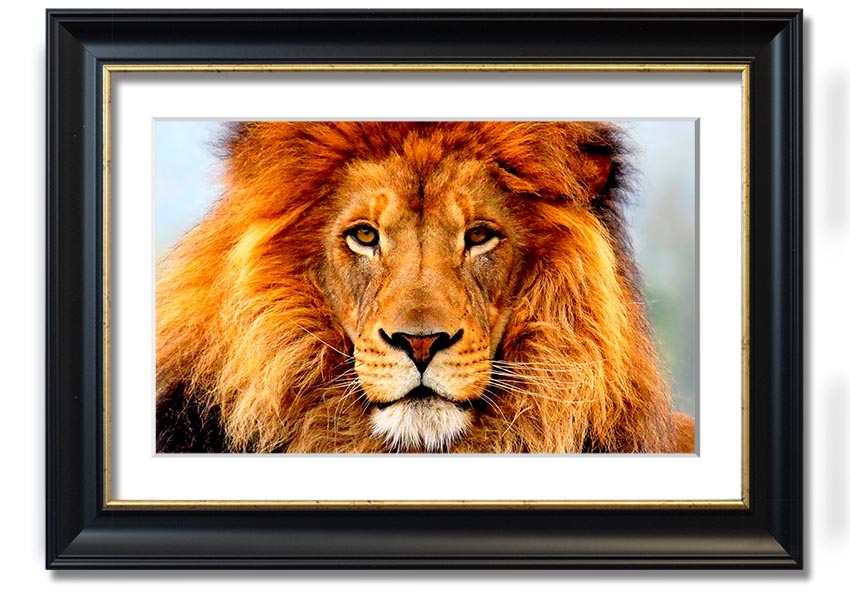 A beautifully framed print of an African Lion, showcasing its majestic features and vibrant colors, ready to hang on the wall.