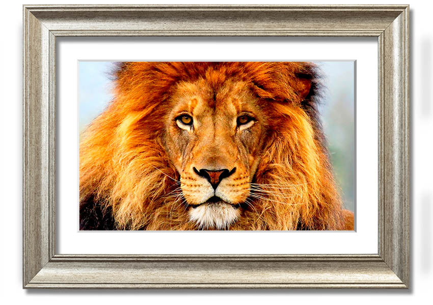 A beautifully framed print of an African Lion, showcasing its majestic features and vibrant colors, ready to hang on the wall.