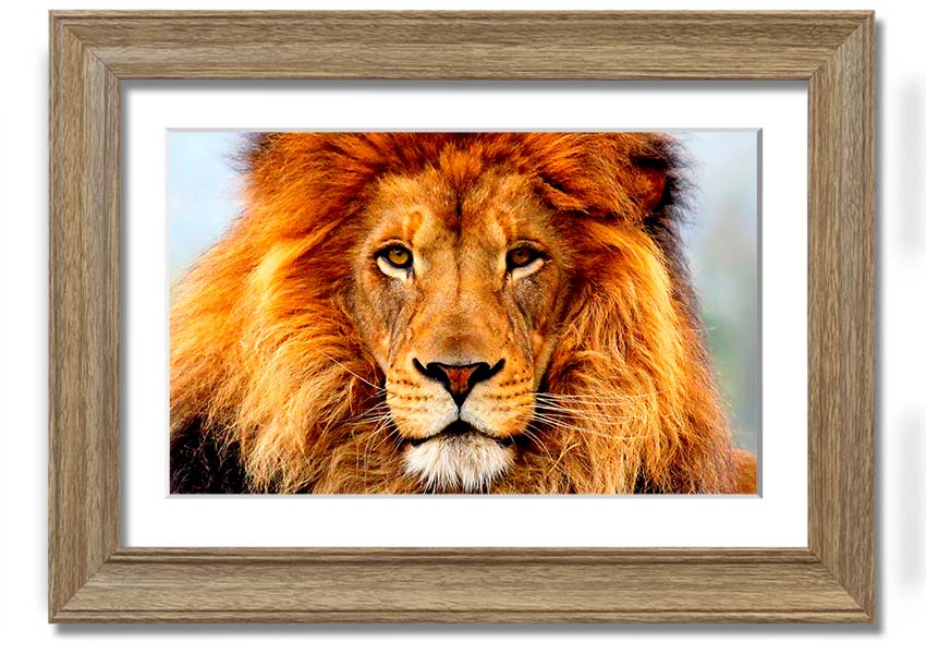 A beautifully framed print of an African Lion, showcasing its majestic features and vibrant colors, ready to hang on the wall.