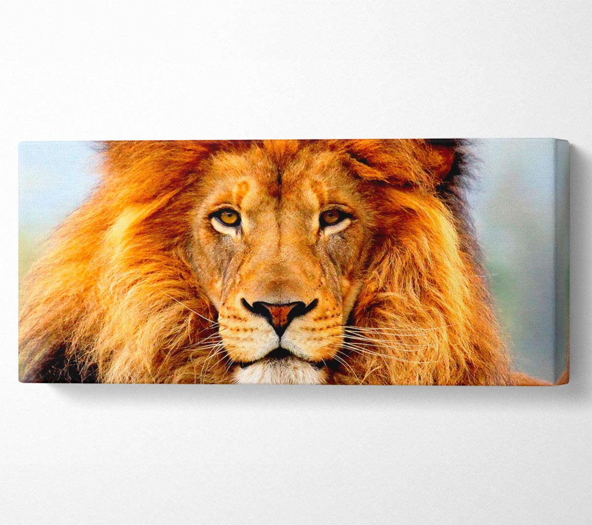 A vibrant canvas print of an African Lion, mounted on a sturdy 44mm box frame, showcasing its majestic features.