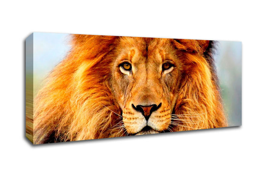 A vibrant canvas print of an African Lion, mounted on a sturdy 44mm box frame, showcasing its majestic features.