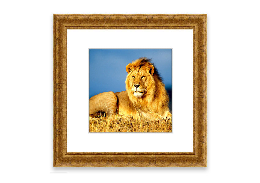 Framed print of an African lion king artwork, showcasing vibrant colors and intricate details, ready to hang.