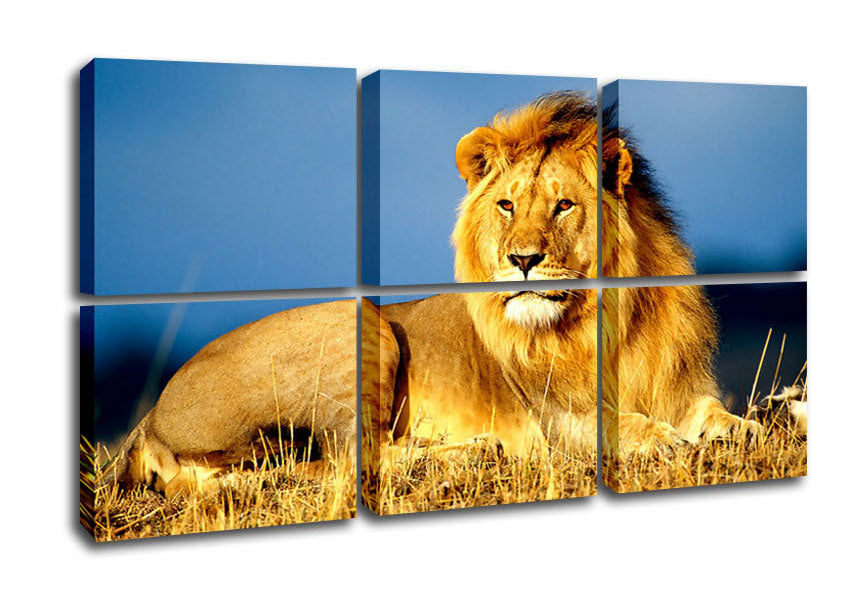 A vibrant canvas art piece featuring a majestic African lion, mounted on a sturdy box frame, ready to hang.