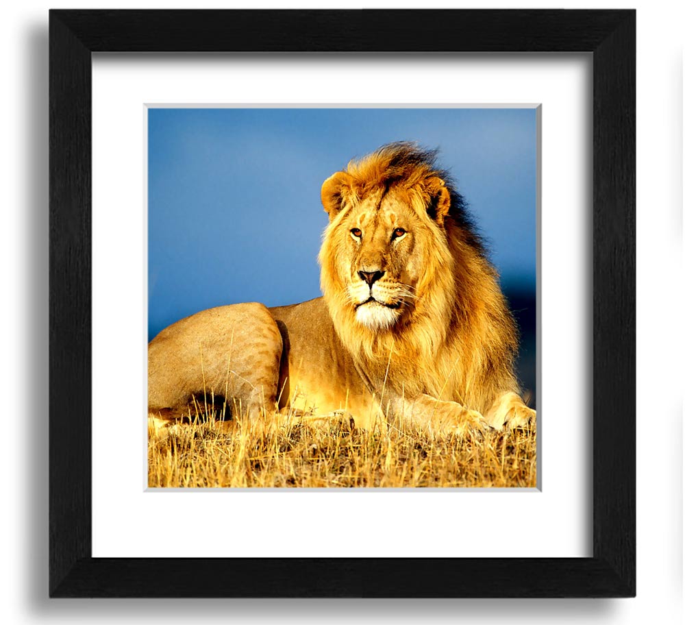 A beautifully framed print of an African lion, showcasing its majestic features and vibrant colors, ready to hang on the wall.