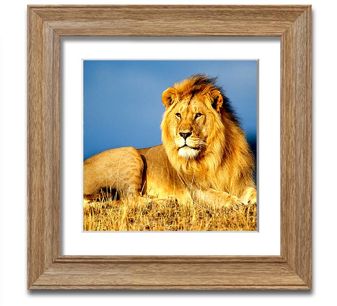 A beautifully framed print of an African lion, showcasing its majestic features and vibrant colors, ready to hang on the wall.