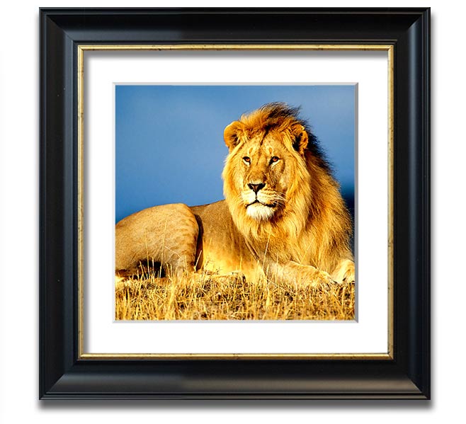 A beautifully framed print of an African lion, showcasing its majestic features and vibrant colors, ready to hang on the wall.