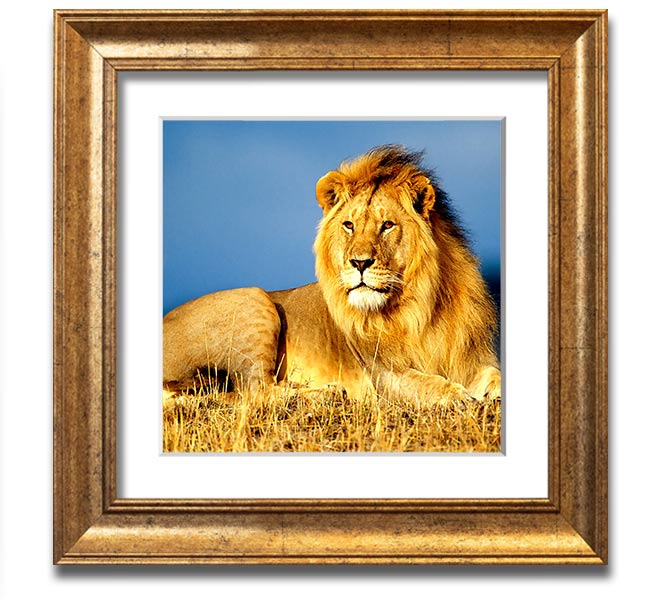 A beautifully framed print of an African lion, showcasing its majestic features and vibrant colors, ready to hang on the wall.